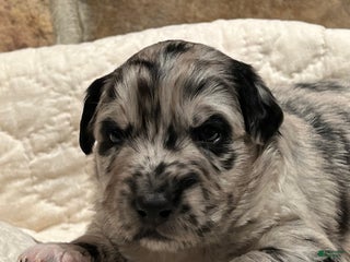 Australian Shepherd dogs Dancer - Ad 12