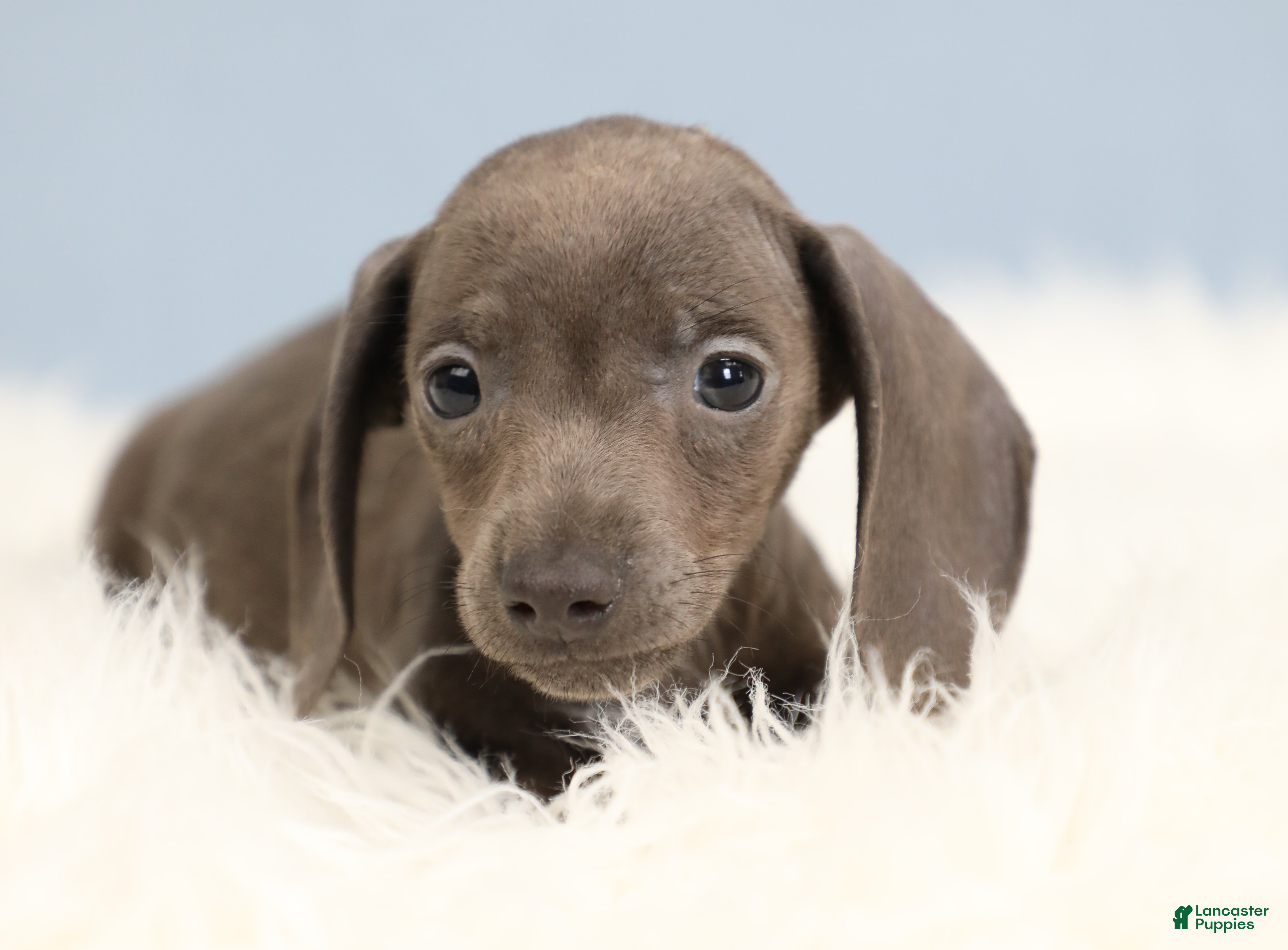 Miniature Dachshund dogs for sale: Beckett 🥏 - Ad 2