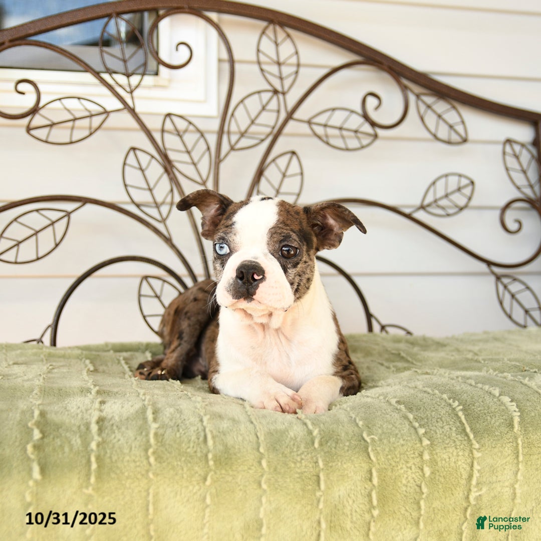 Boston Terrier dogs for sale: Davey - Ad 2