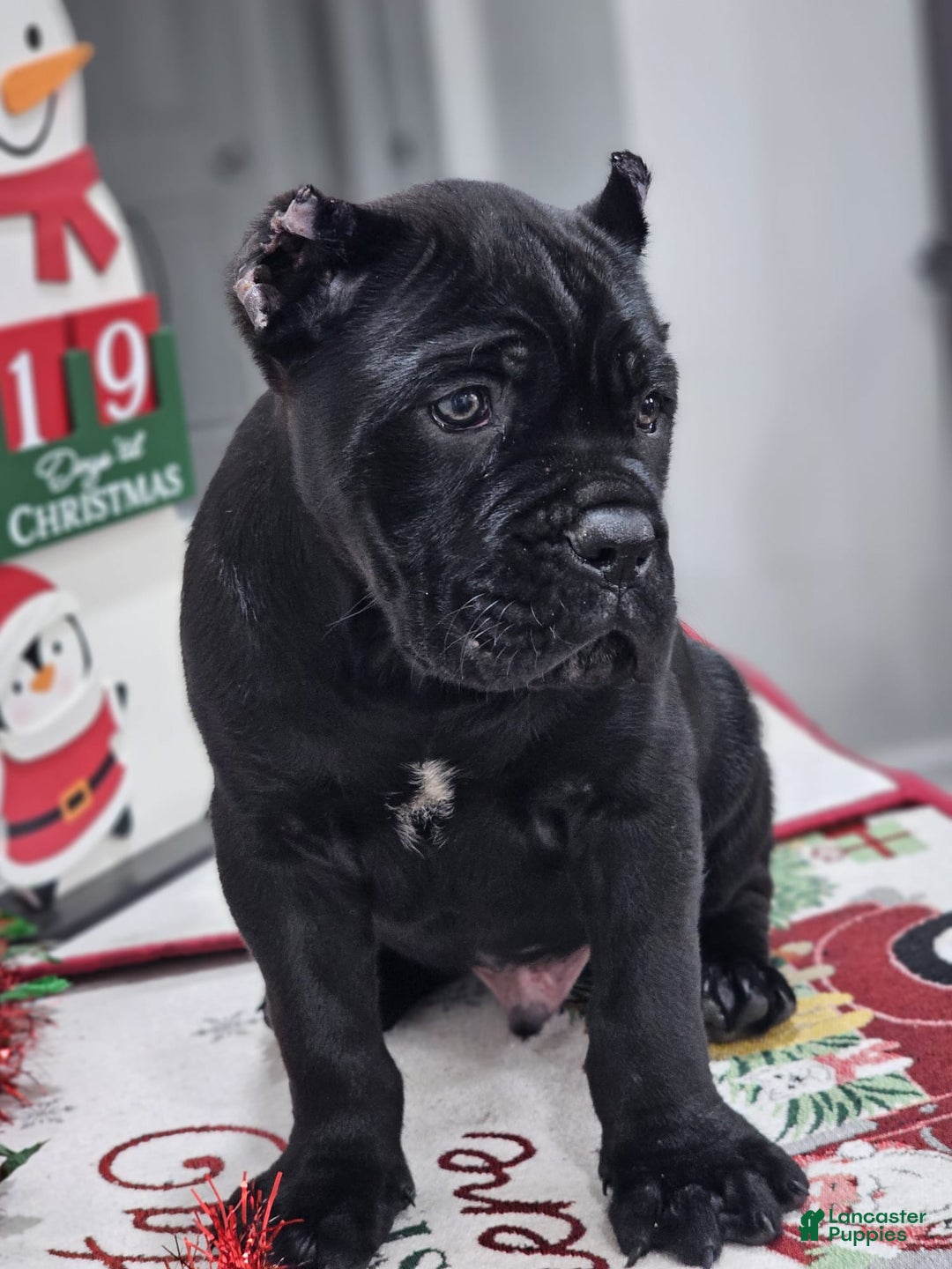 Cane Corso dogs for sale: ZEUS - Ad 2