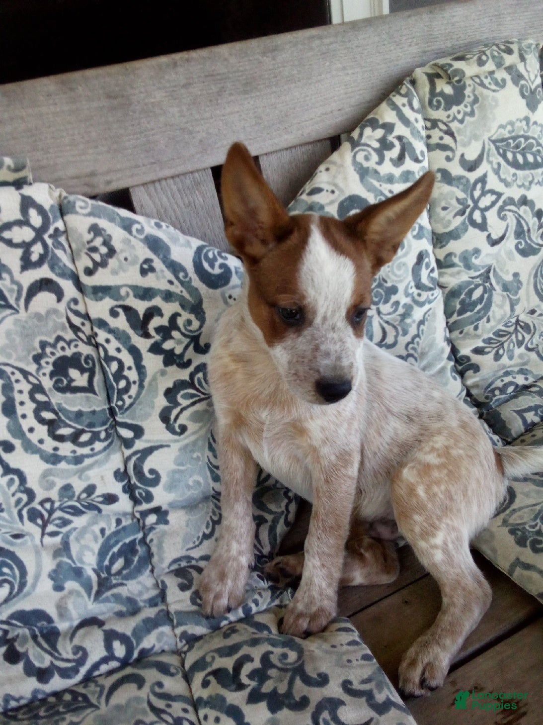 Australian Cattle Dog dogs Denmark - Ad 2