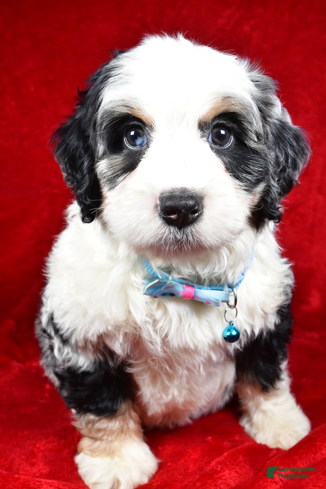 Mixed Breed dogs for sale: Cooper - Ad 7