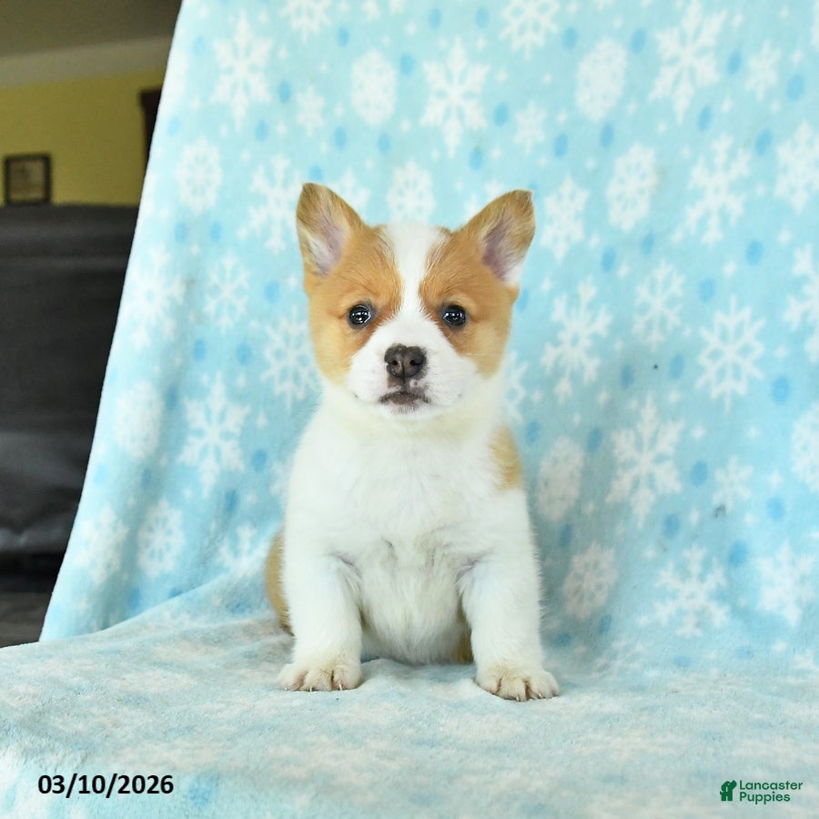 Welsh Corgi Pembroke dogs Cheddar - Ad 2