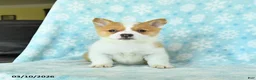 Welsh Corgi Pembroke dogs for sale: Cheddar - Ad 2