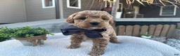 Mini Goldendoodle dogs for sale: Louis - Ad 4