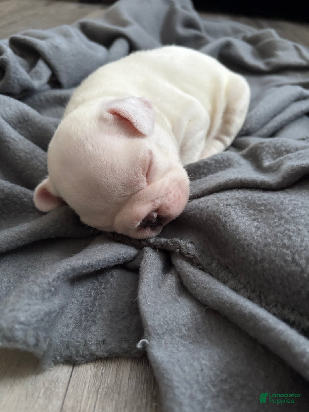 French Bulldog dogs for sale: French Bulldog Puppy 2 - Ad 1