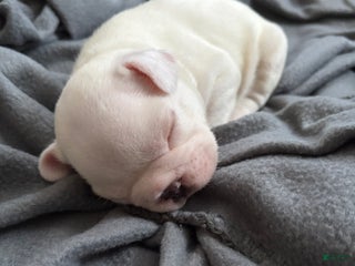 French Bulldog dogs French Bulldog Puppy 2 - Ad 15