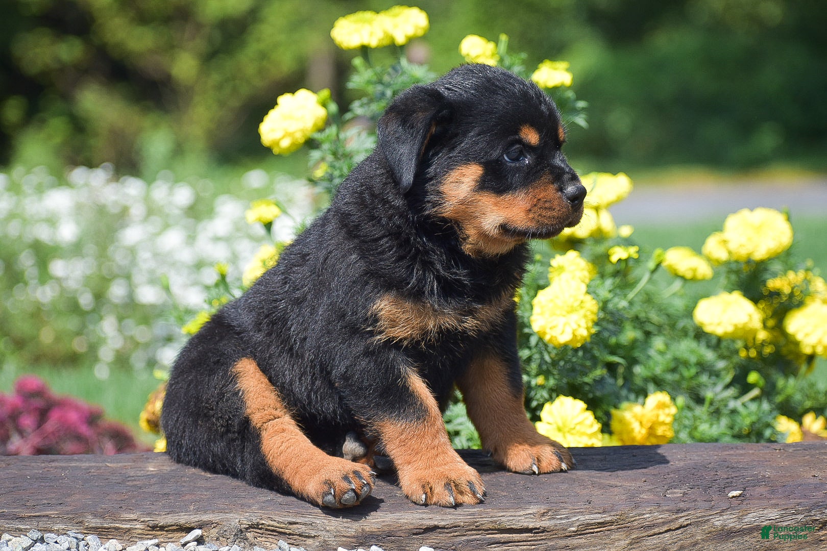 Rottweiler dogs Odessa - Ad 2