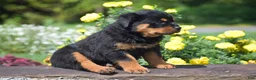 Rottweiler dogs for sale: Odessa - Ad 2