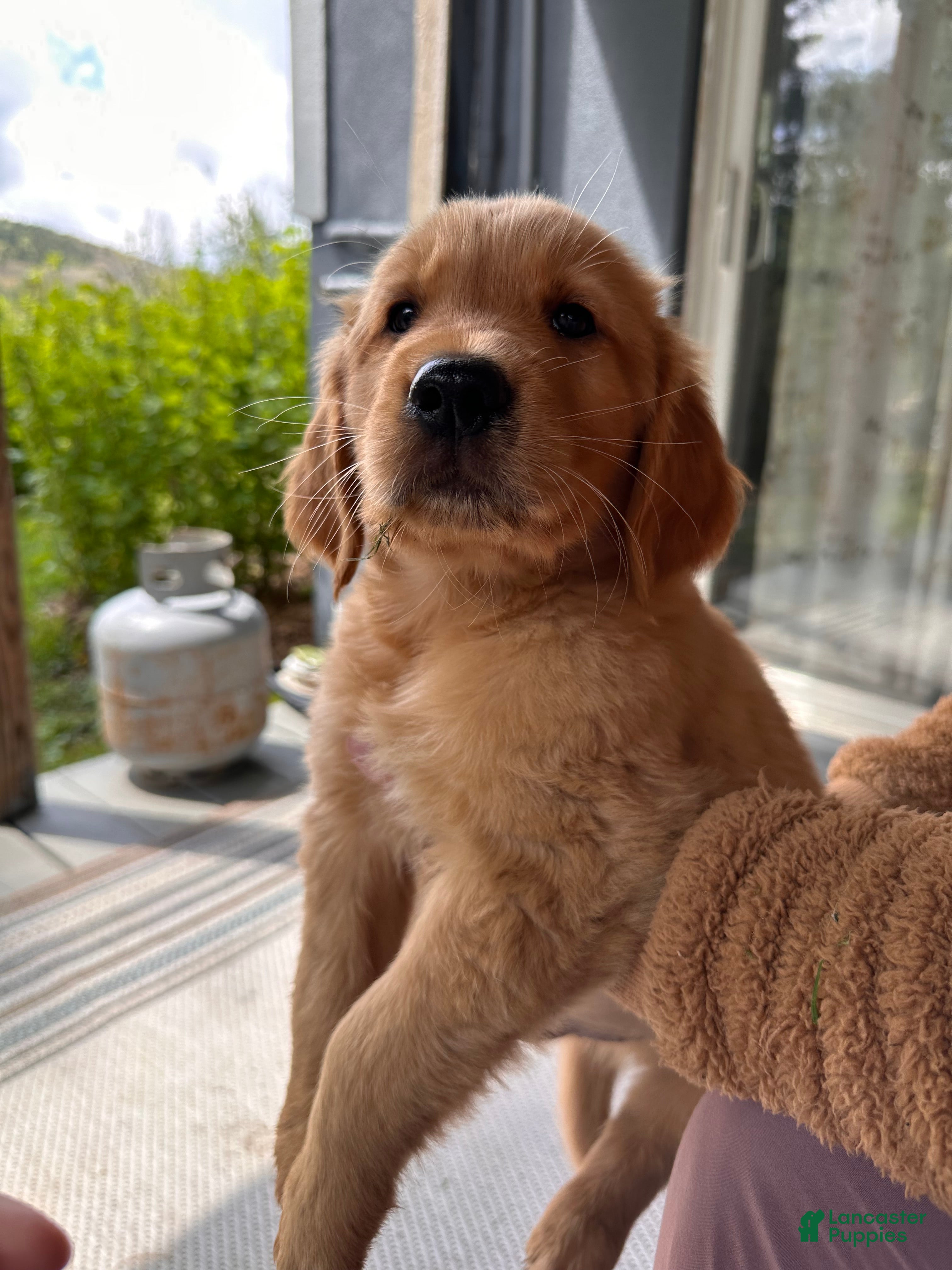 Golden Retriever dogs Buddy - Ad 1