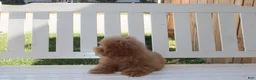 Shihpoo dogs for sale: Milo - Ad 8