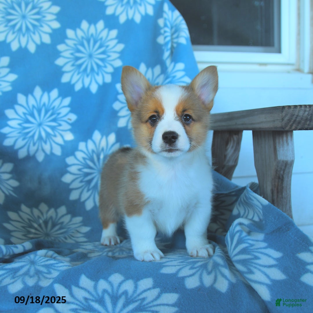 Dothan Chiweenie For Sale Craigslist Chihuahua Mix Chiweenie