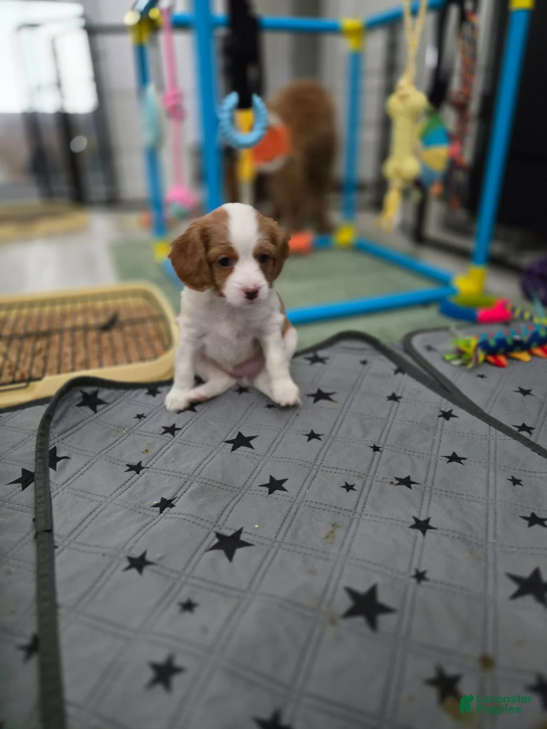 Cavapoo dogs for sale: Cavapoo Puppy 2 - Henrietta - Ad 2