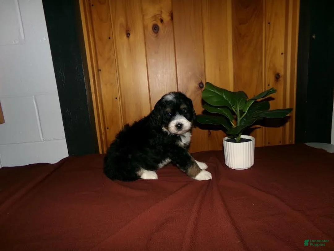 Mini Bernedoodle dogs for sale: Alex - Ad 3