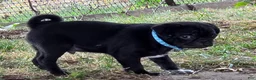 Pug dogs for sale: Bruno  - Ad 5