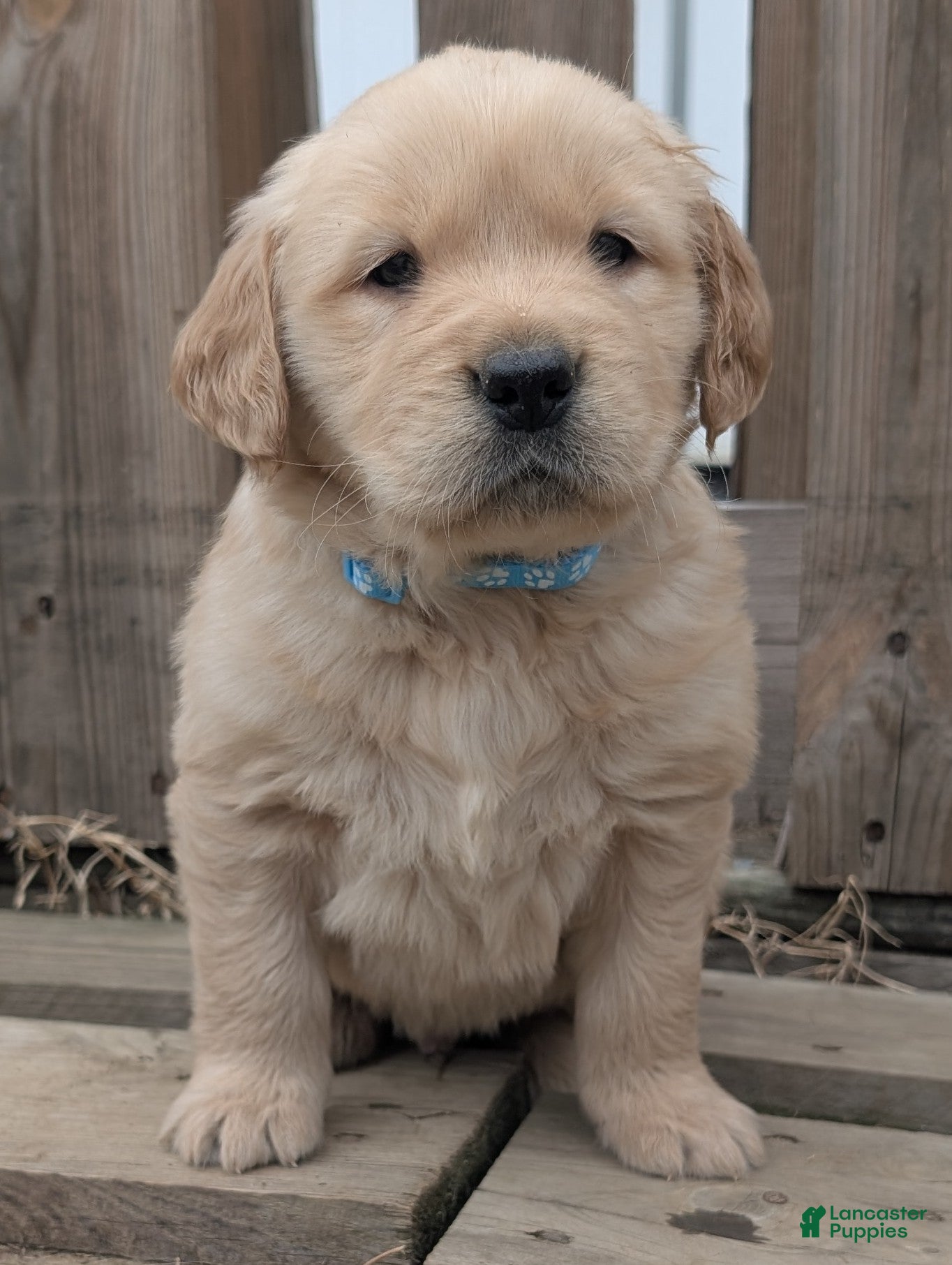 Golden Retriever dogs Rocky - Ad 15