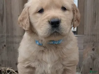 Golden Retriever dogs Rocky - Ad 6