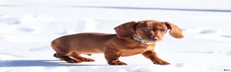 Dachshund dogs for sale: Harley - Ad 14