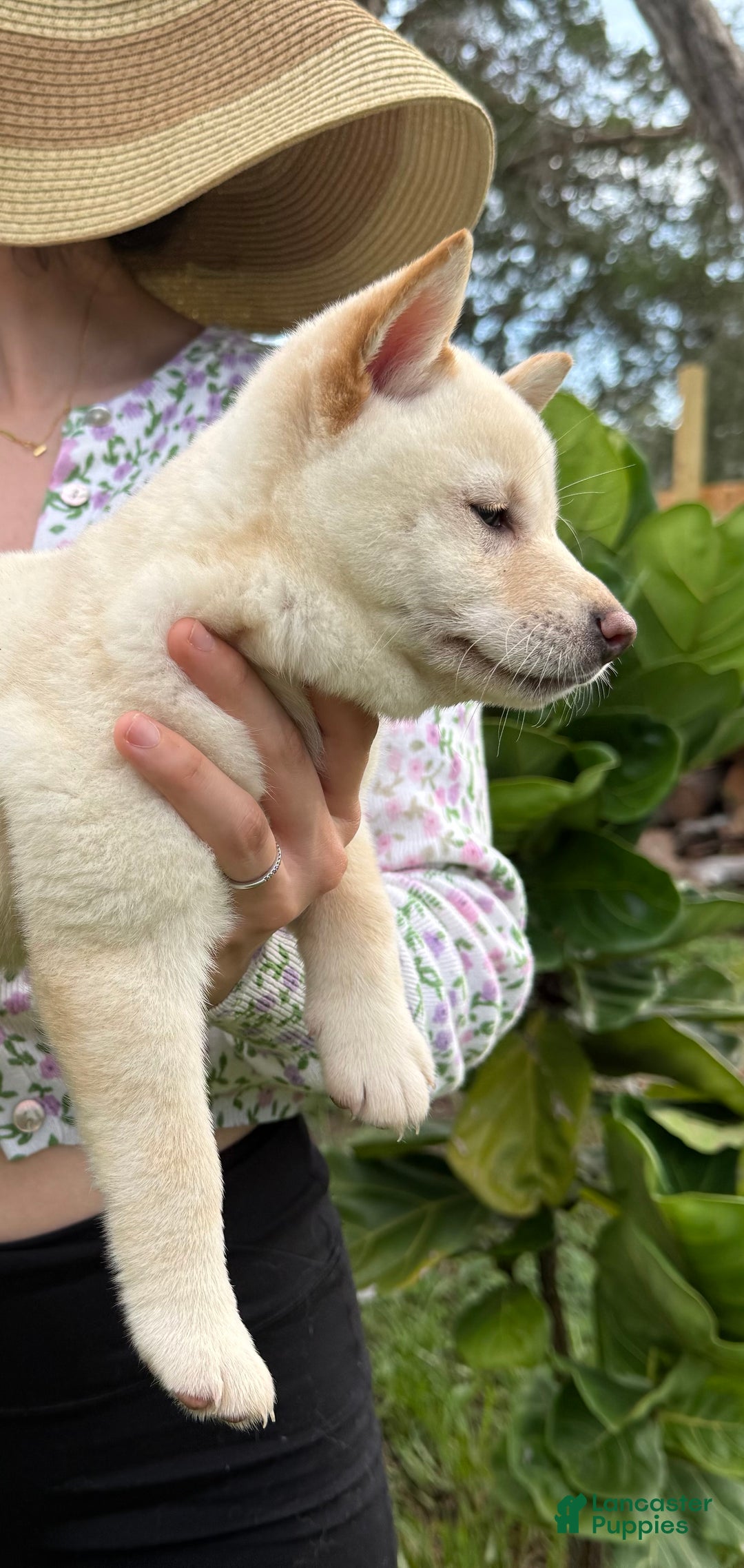 Shiba Inu dogs for sale: Shiba Inu Puppy 5 - Ad 17