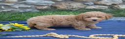 Bichpoo dogs for sale: Rugby  - Ad 4