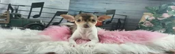 Chihuahua dogs for sale: Teacup chocolate female Chihuahua. Hand delivery  - Ad 2