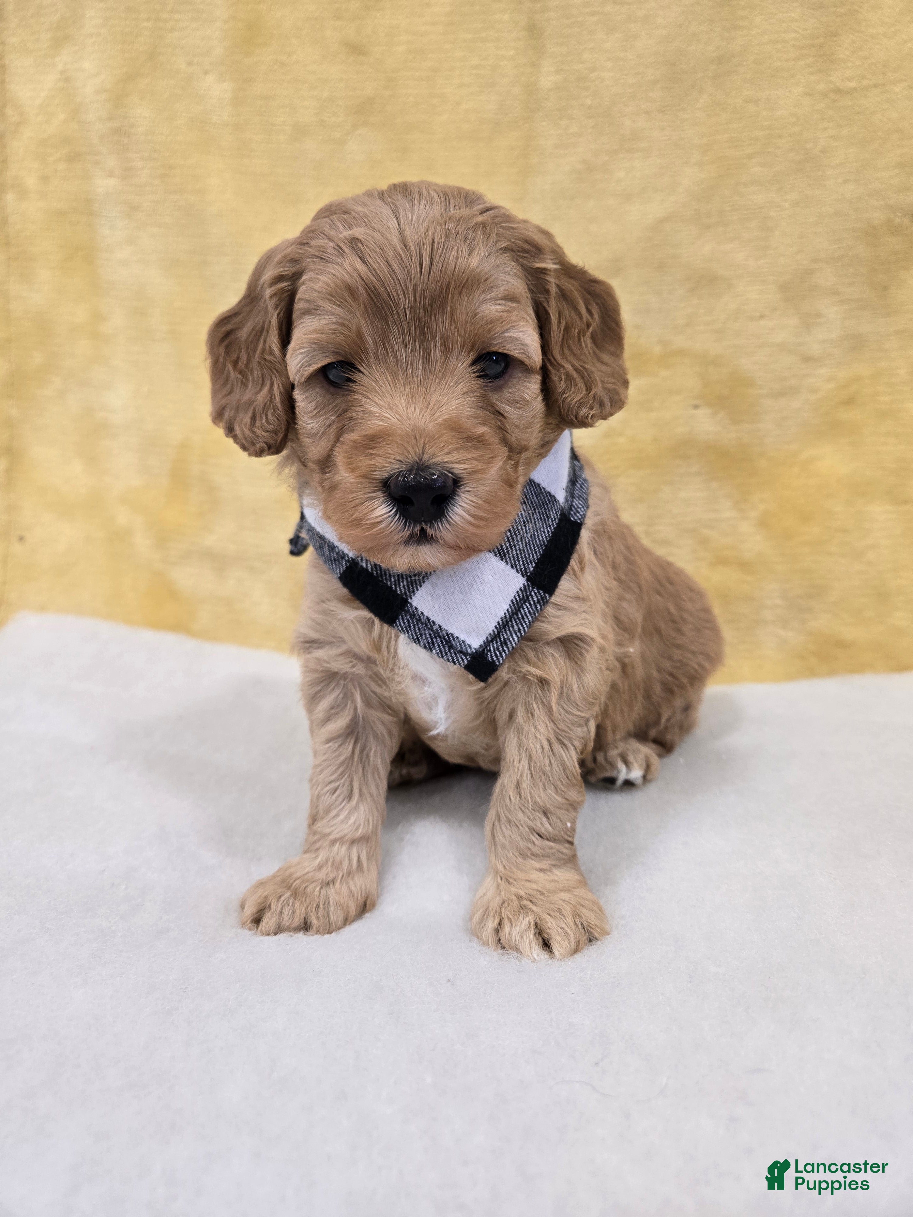 Mini Goldendoodle dogs Meadow - Ad 1