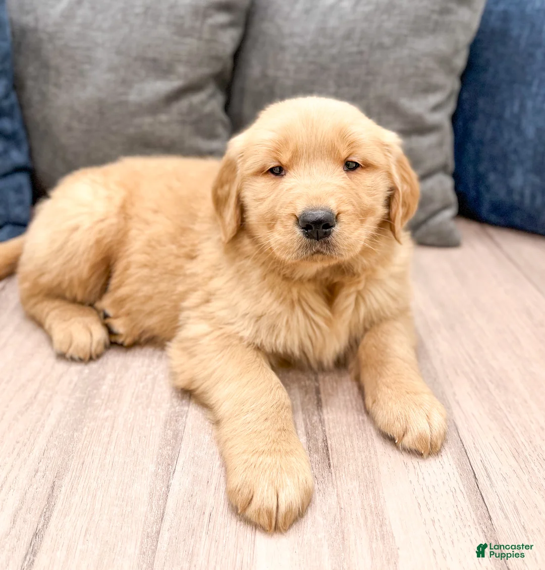 Golden Retriever dogs for sale: Buddy - Ad 2