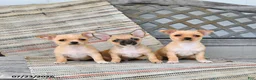 Chihuahua dogs for sale: Caleb - Ad 7