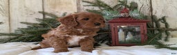 Cavapoo dogs for sale: Asher  - Ad 6