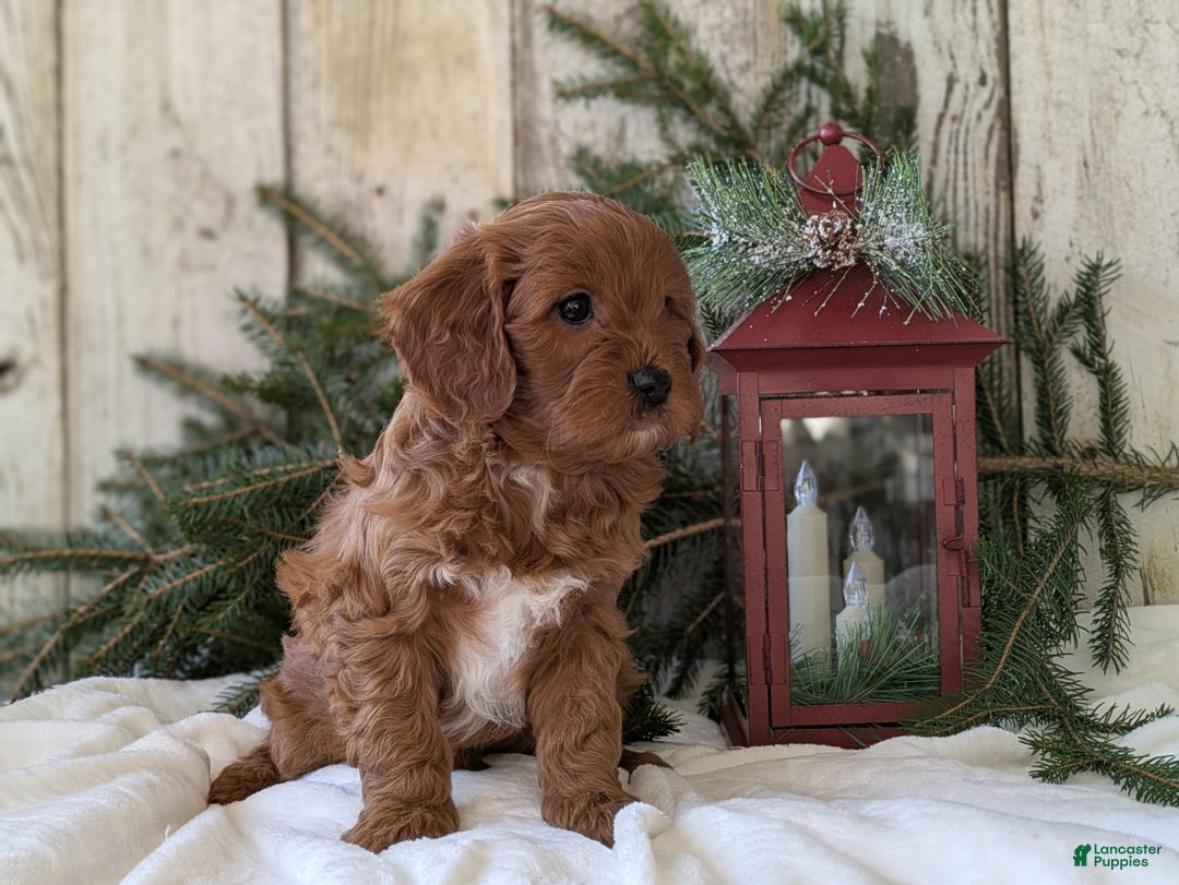 Cavapoo dogs for sale: Asher  - Ad 6