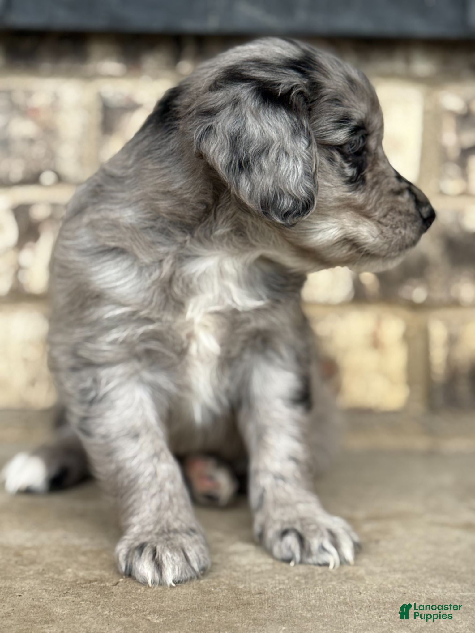Mixed Breed dogs Merle Female 1 - Ad 2