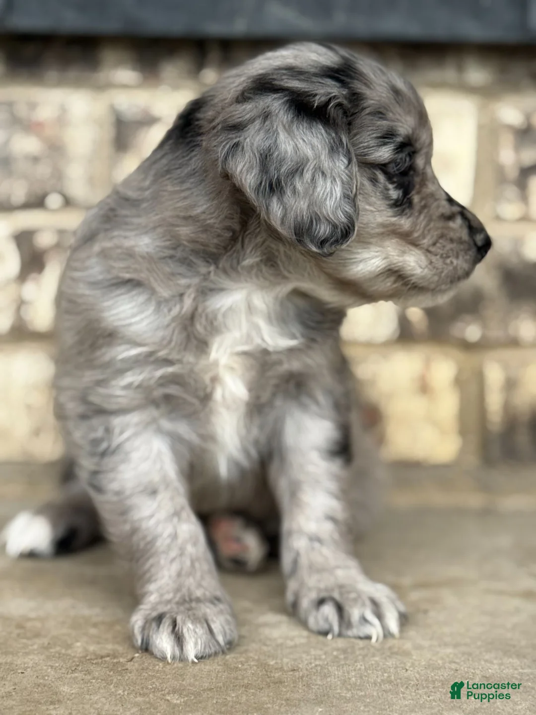 Mixed Breed dogs for sale: Merle Female 1 - Ad 2