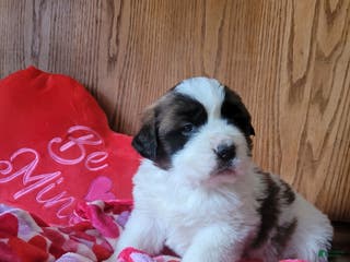 Saint Bernard dogs Willow - Ad 7