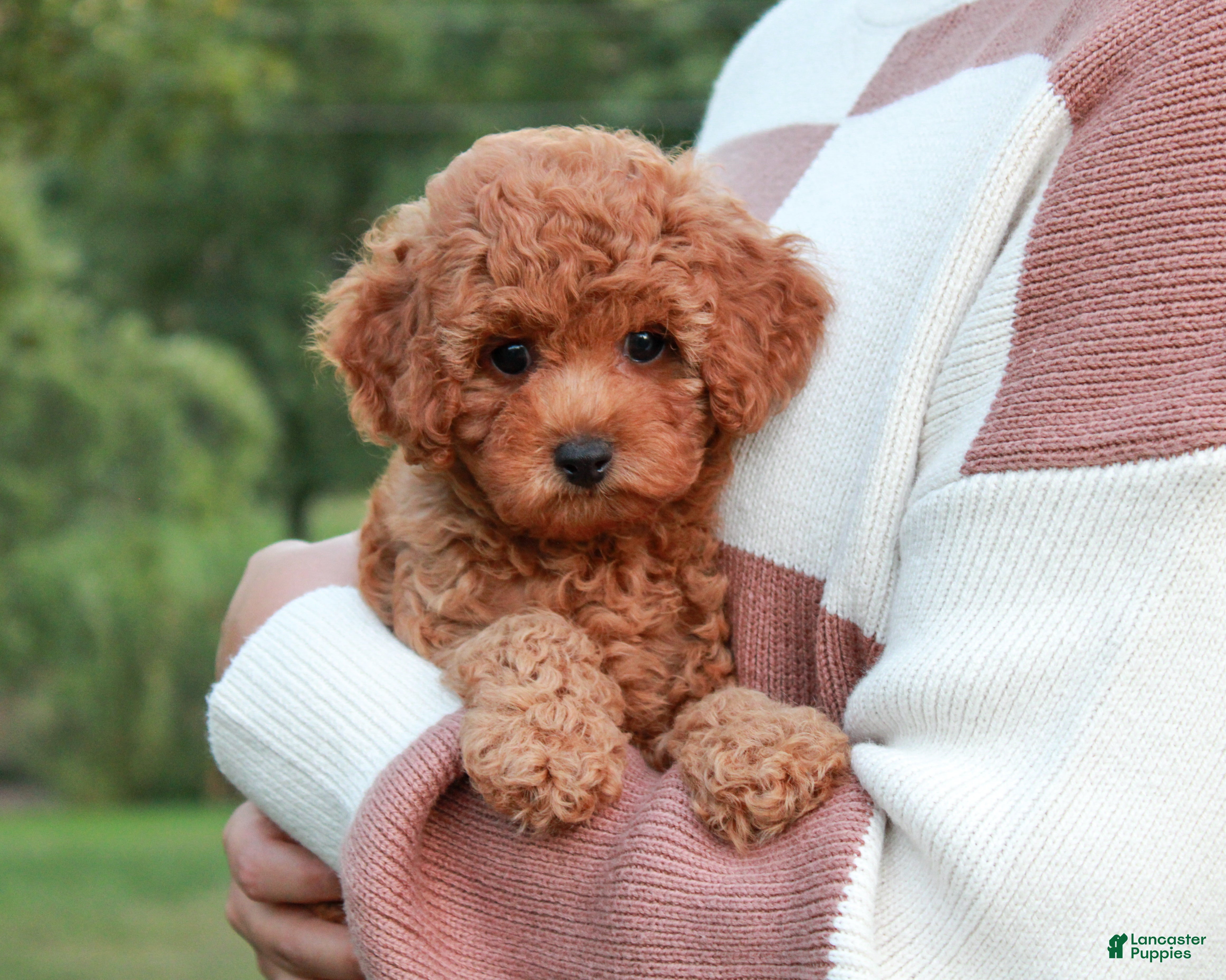 Cavapoo dogs Junipuff - Ad 2