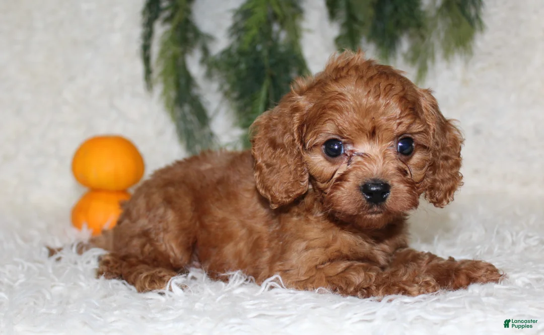 Mini Goldendoodle dogs for sale: Mini Goldendoodle 2 - Ad 2