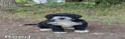 Mixed Breed dogs for sale: Reed - Ad 4