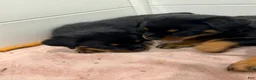 Rottweiler dogs for sale: Rottweiler 6 - Ad 5