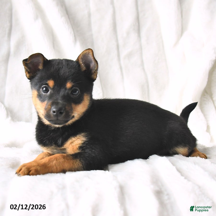 Mixed Breed dogs Kiki  - Ad 2