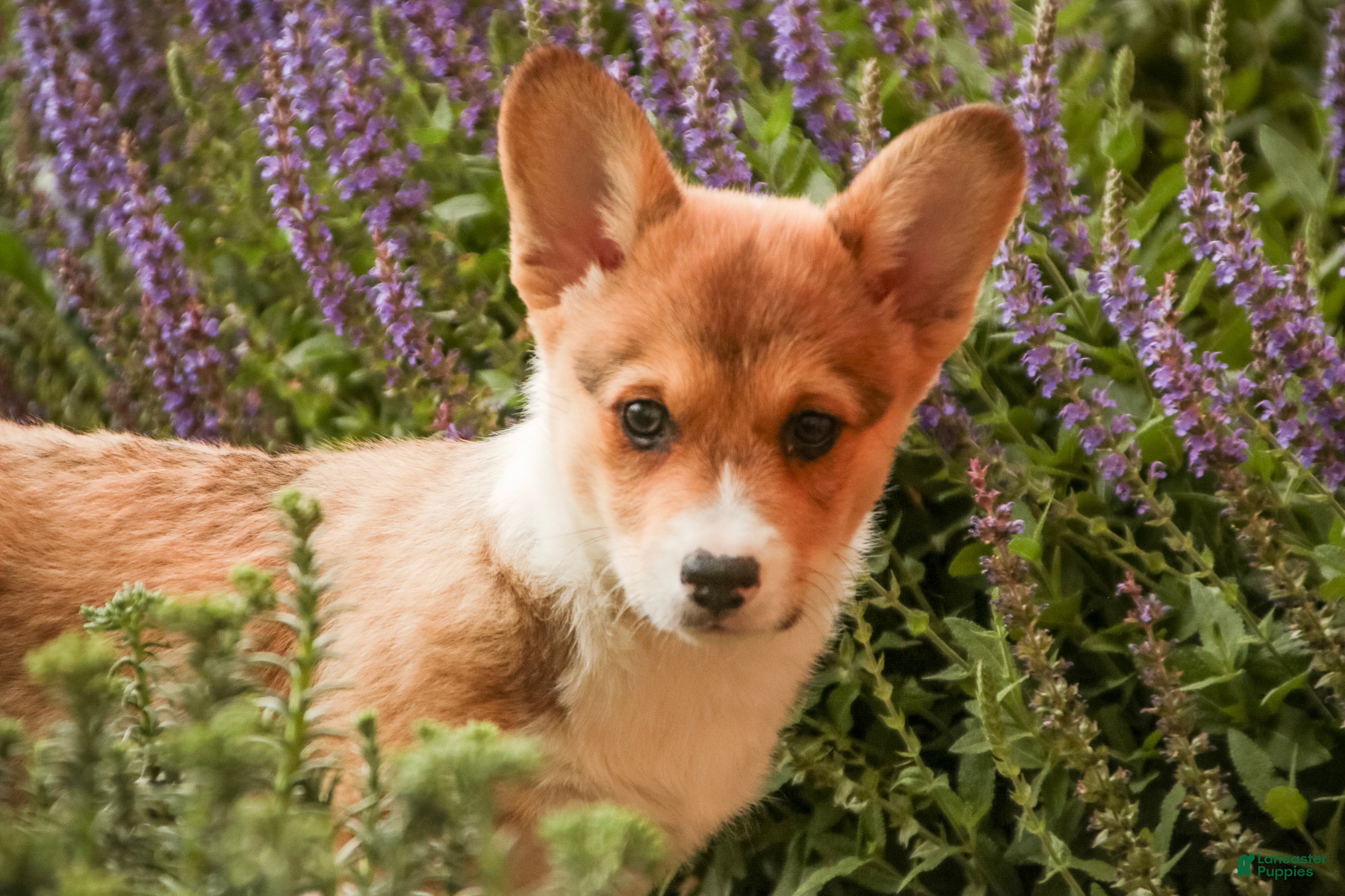 Welsh Corgi Pembroke dogs Olivia - Ad 2