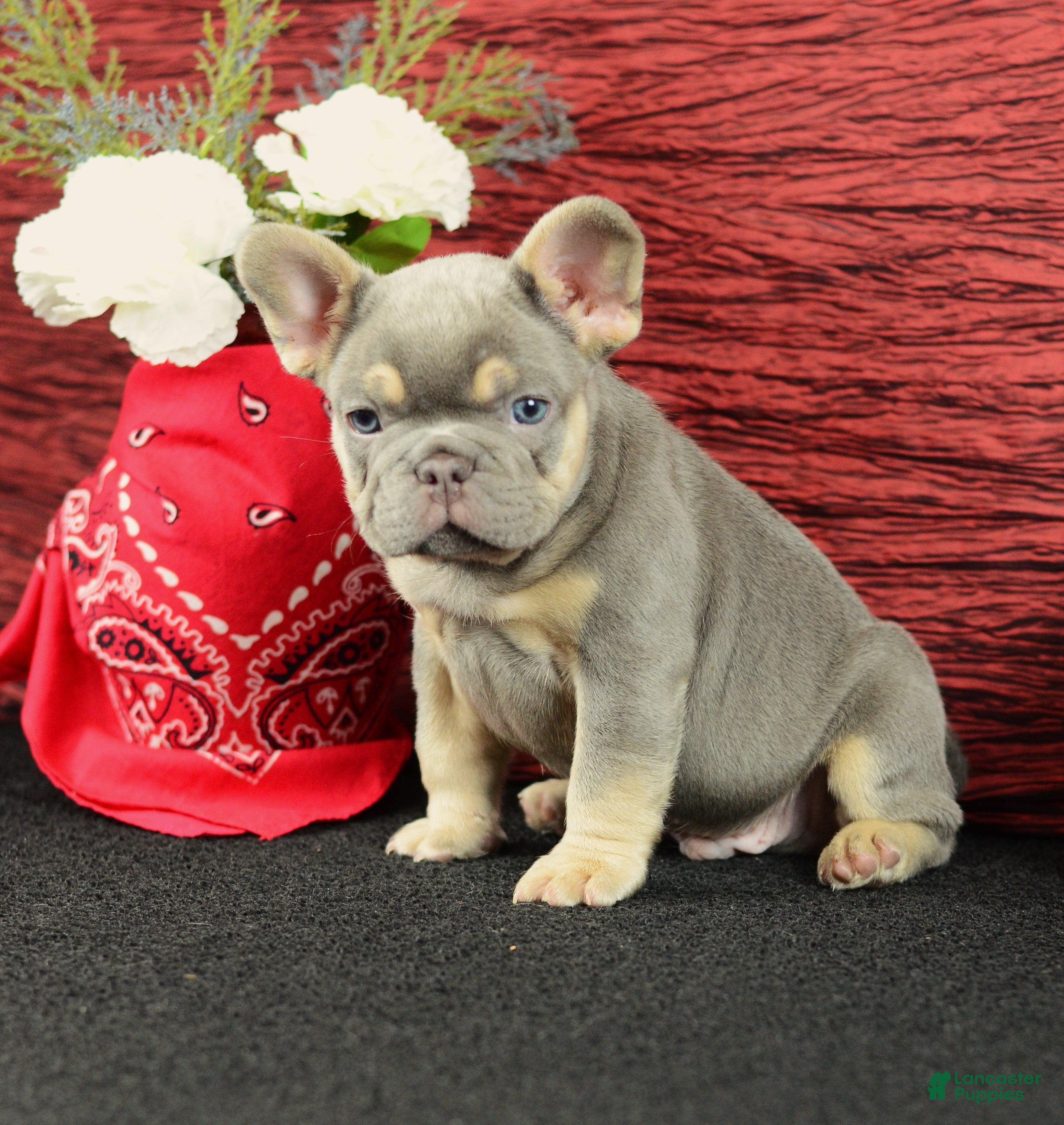 French Bulldog dogs Jax - Ad 1