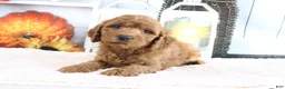 Mini Goldendoodle dogs for sale: Max - Ad 3