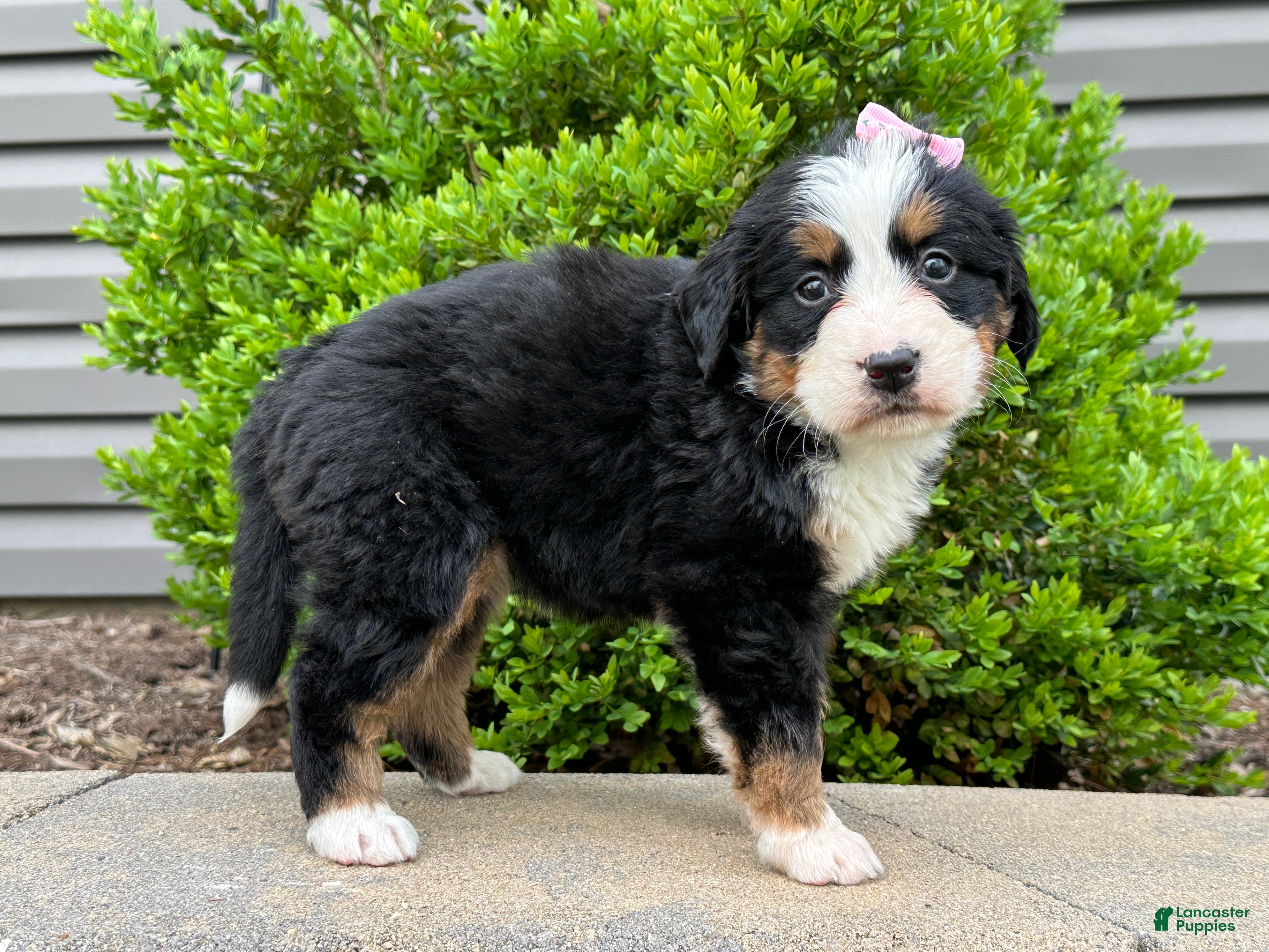 Bernese Mountain Dog dogs Gretta  - Ad 1