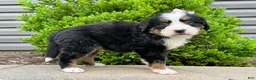 Bernese Mountain Dog dogs for sale: Gretta  - Ad 1