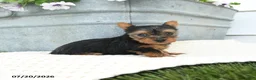 Yorkshire Terrier dogs for sale: Lola - Ad 3