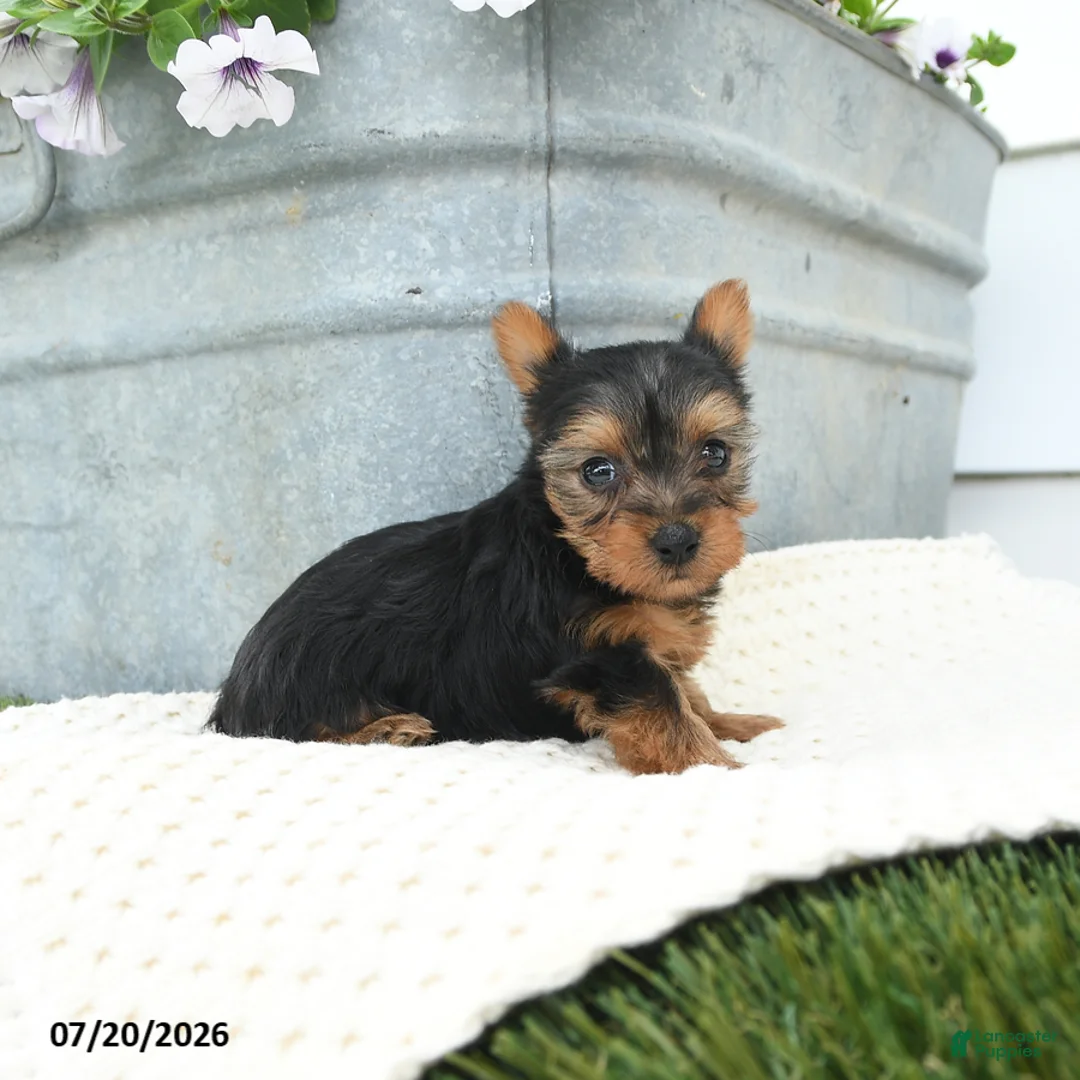 Yorkshire Terrier dogs for sale: Lola - Ad 3