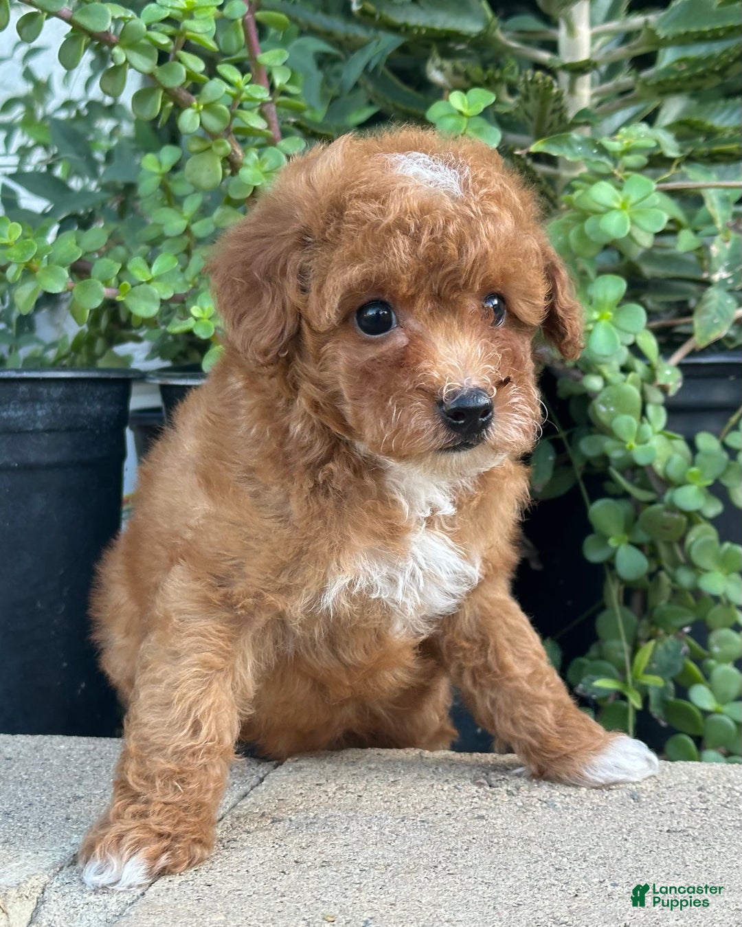 Toy Poodle dogs for sale: Toy Poodle Puppy 3 - Ad 2