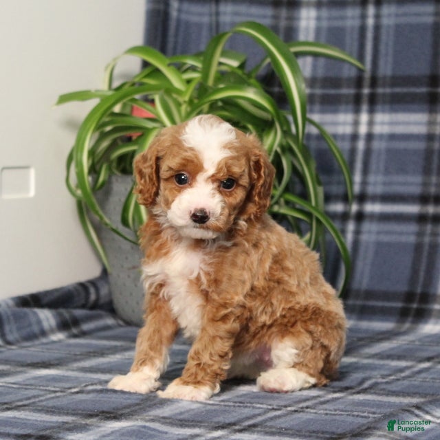Miniature Poodle dogs Xoey (Irish Spotting) - Ad 2
