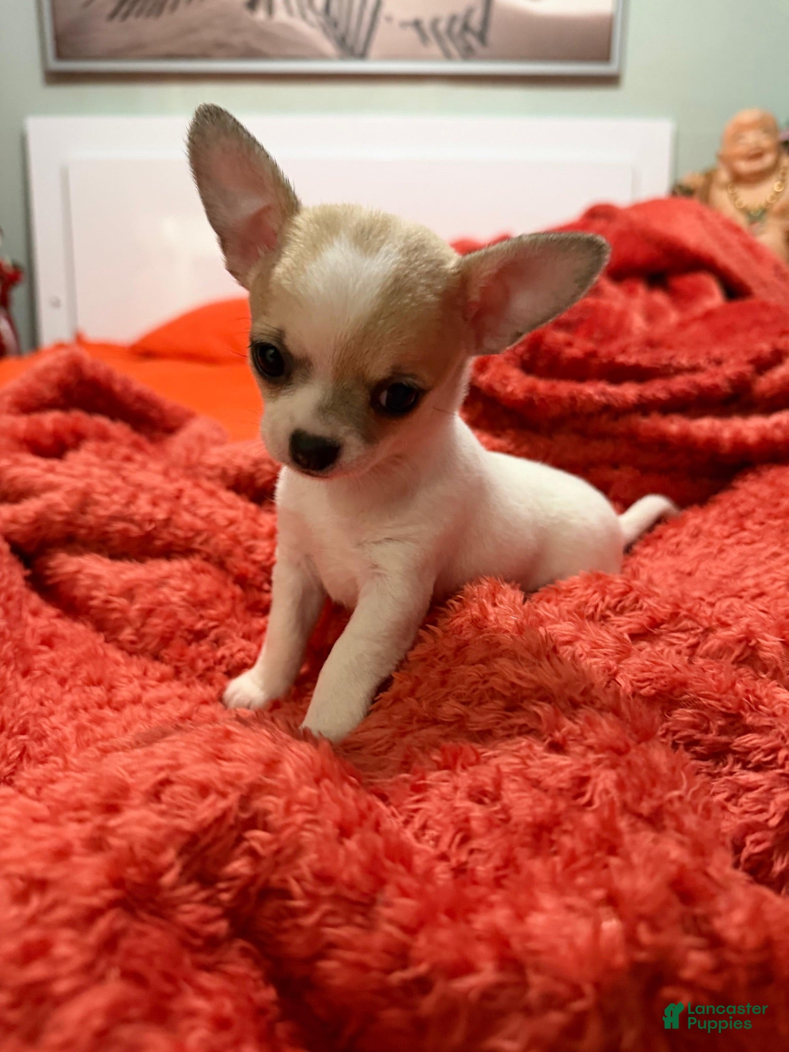 Chihuahua dogs Chihuahua 2 - Ad 16