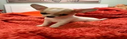 Chihuahua dogs for sale: Chihuahua 2 - Ad 1