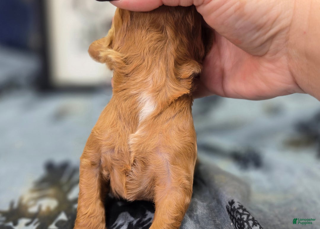 Cockapoo dogs for sale: Mr Bicklebaum - Ad 7